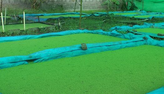 Azolla: Tanaman Kecil dengan Potensi Besar untuk Dunia