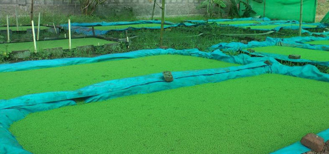 Azolla: Tanaman Kecil dengan Potensi Besar untuk Dunia