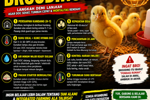 Cara Brooding DOC Ayam Yang Efektif dan Berhasil